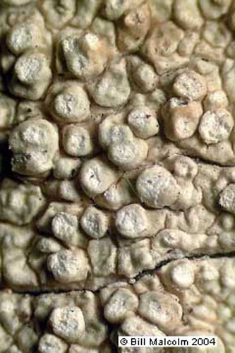 Pertusaria miscella. Photo: Alan Archer