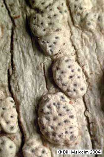 Pertusaria thwaitesii. Photo: Bill Malcolm