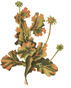 Marchantia polymorpha : Hahn illustration