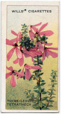 cigarette card front