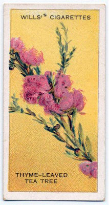 cigarette card front