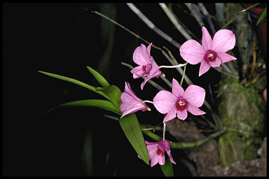 Dendrobium phalaenopis photo (08-30)