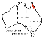 Dendrobium phalaenopsis distribution map