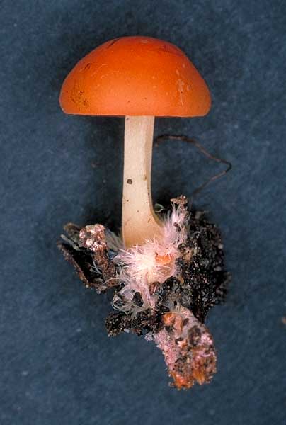 photo: Marasmius elegans