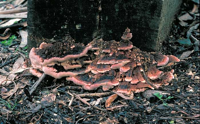 Fomitopsis lilacinogilva