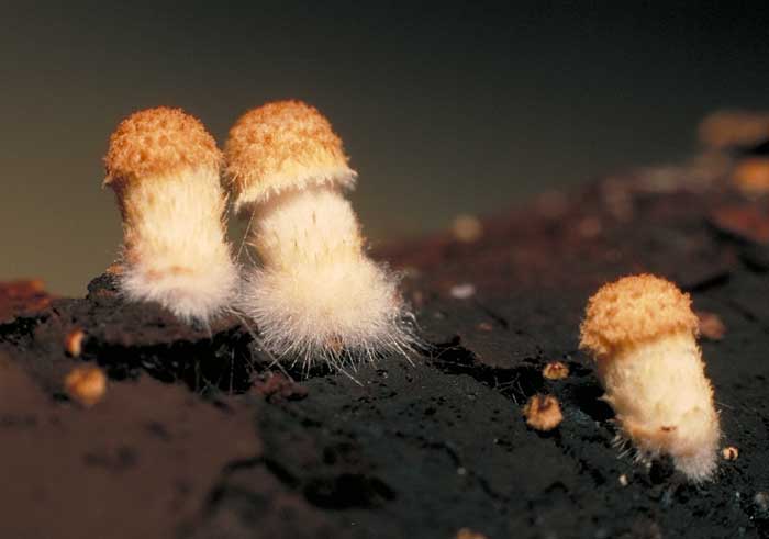 photo: Psathyrella sp.