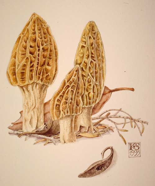 Morchella elata - painting