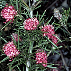 Grevillea confertifolia