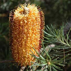 Banksia spinulosa