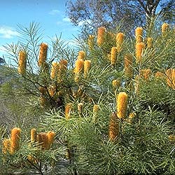 Banksia spinulosa