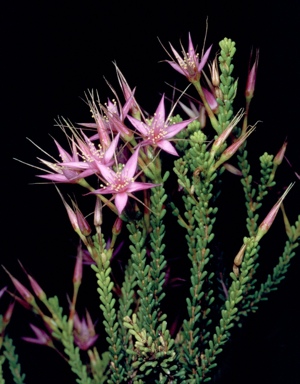 APII jpeg image of Calytrix desolata  © contact APII