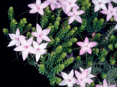 APII jpeg image of Calytrix duplistipulata  © contact APII