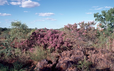 APII jpeg image of Calytrix exstipulata  © contact APII