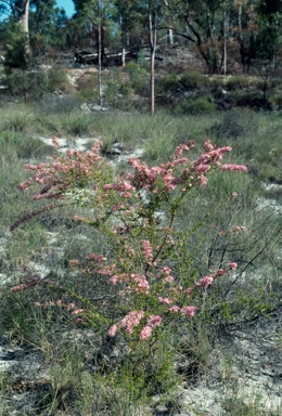 APII jpeg image of Calytrix longiflora  © contact APII