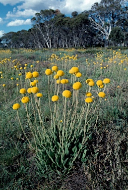 APII jpeg image of Craspedia variabilis  © contact APII