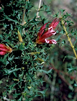 APII jpeg image of Lambertia echinata  © contact APII