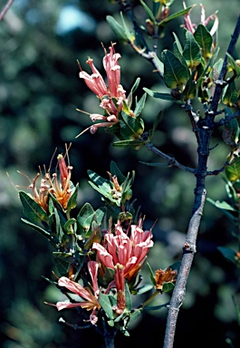 APII jpeg image of Lambertia multiflora var. multiflora  © contact APII