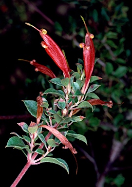 APII jpeg image of Lambertia uniflora  © contact APII