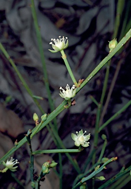 APII jpeg image of Macarthuria ephedroides  © contact APII