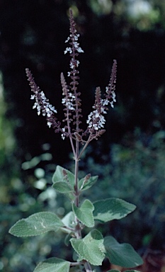 APII jpeg image of Plectranthus argentatus  © contact APII