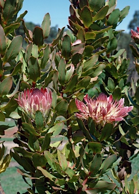 APII jpeg image of Protea roupelliae  © contact APII