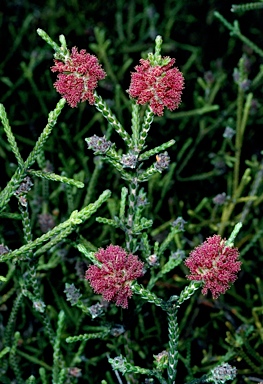 APII jpeg image of Regelia cymbifolia  © contact APII