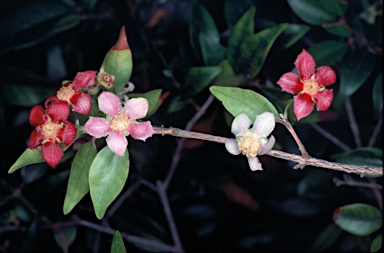 APII jpeg image of Uromyrtus australis  © contact APII