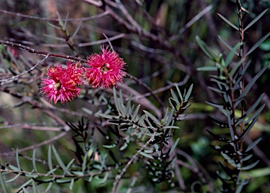 APII jpeg image of Melaleuca fulgens  © contact APII