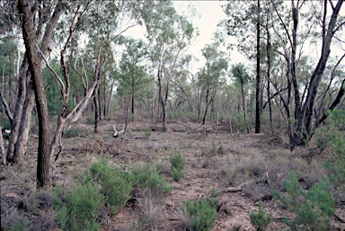 APII jpeg image of Eucalyptus microcarpa  © contact APII