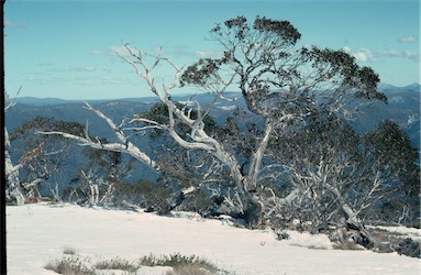 APII jpeg image of Eucalyptus pauciflora  © contact APII