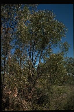 APII jpeg image of Eucalyptus bakeri  © contact APII