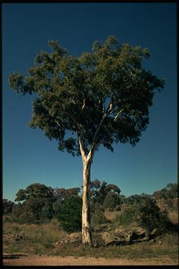 APII jpeg image of Eucalyptus blakelyi  © contact APII