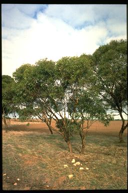 APII jpeg image of Eucalyptus calycogona  © contact APII