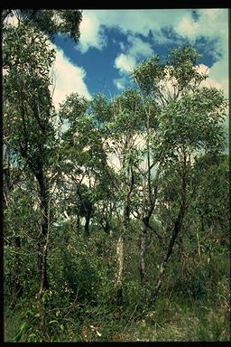 APII jpeg image of Eucalyptus capitellata  © contact APII