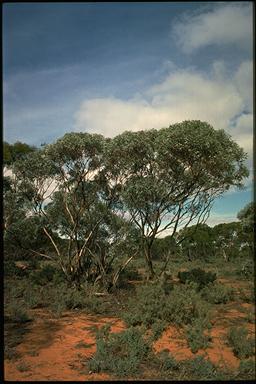 APII jpeg image of Eucalyptus cyanophylla  © contact APII