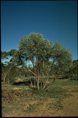 APII jpeg image of Eucalyptus dumosa  © contact APII