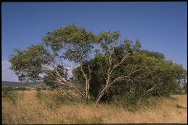 APII jpeg image of Eucalyptus incrassata  © contact APII