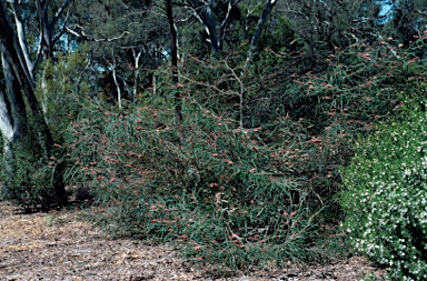 APII jpeg image of Grevillea aspleniifolia  © contact APII