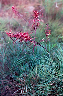 APII jpeg image of Grevillea dryandri subsp. dryandri  © contact APII