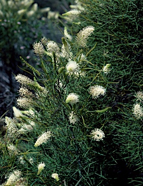 APII jpeg image of Grevillea leucoclada  © contact APII