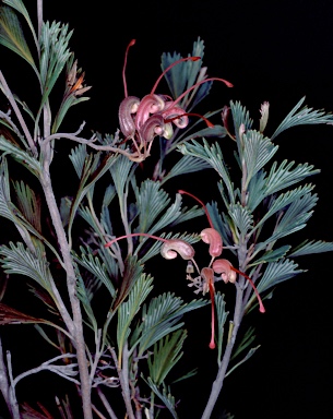 APII jpeg image of Grevillea pectinata  © contact APII