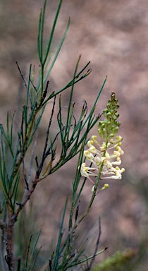 APII jpeg image of Grevillea zygoloba  © contact APII