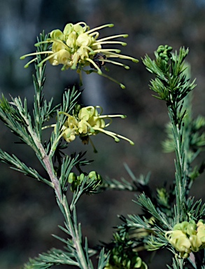 APII jpeg image of Grevillea rosmarinifolia 'Limelight'  © contact APII