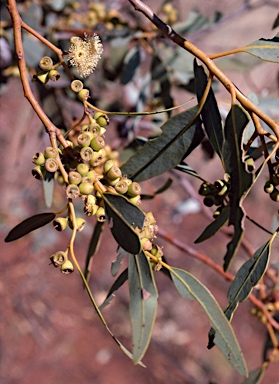 APII jpeg image of Eucalyptus brevifolia  © contact APII