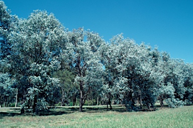 APII jpeg image of Eucalyptus cinerea subsp. cinerea  © contact APII