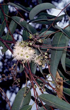 APII jpeg image of Eucalyptus cloeziana  © contact APII