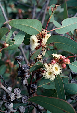 APII jpeg image of Eucalyptus cosmophylla  © contact APII