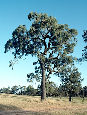 APII jpeg image of Eucalyptus crebra  © contact APII