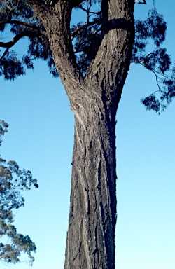 APII jpeg image of Eucalyptus crebra  © contact APII