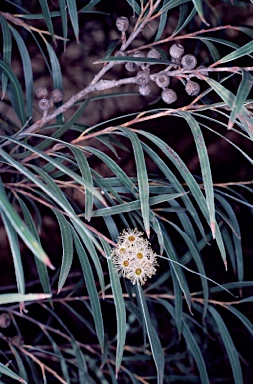 APII jpeg image of Eucalyptus cunninghamii  © contact APII